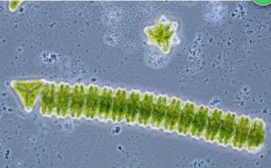 縊絲鼓藻 縊絲鼓藻