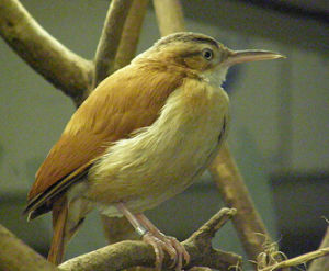 淡腿灶鳥 淡腿灶鳥