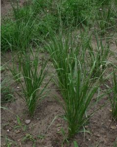 彎葉畫眉草 彎葉畫眉草