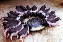 黔邵花豬 黔邵花豬