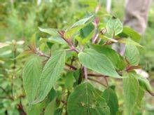 寬苞峨眉鼠尾草 寬苞峨眉鼠尾草