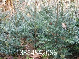 黑龍江東北紅豆杉