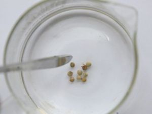 泥巴胡椒 泥巴胡椒