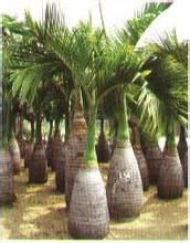 酒瓶椰子櫚 酒瓶椰子櫚