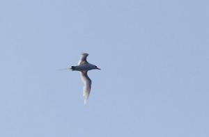 （圖）紅尾熱帶鳥