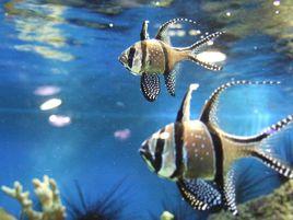 天竺鯛科 天竺鯛科