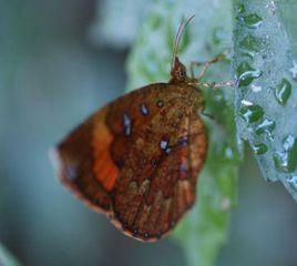 錨紋蛾科 錨紋蛾科
