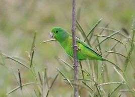 藍翅鸚哥哥倫比亞亞種 藍翅鸚哥哥倫比亞亞種