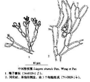 中國粉枝藻