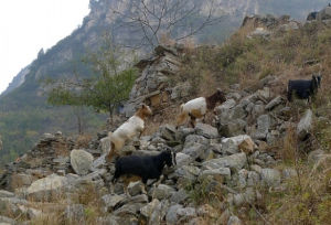 老望岩村 老望岩村