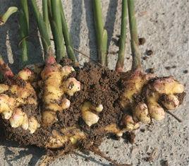 姜[姜科姜屬植物]