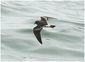 細腰海燕 細腰海燕