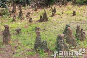 池杉的氣生根好似聚會的佛陀