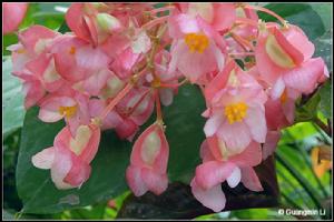 （圖）竹節海棠