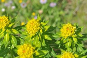 西藏大戟 西藏大戟