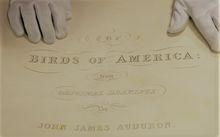 美國鳥類