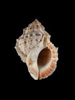 朱唇蛙螺 朱唇蛙螺