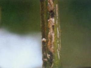 棉花莖枯病 棉花莖枯病