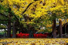 天下第一銀杏樹