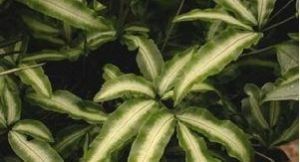 長羽芽胞耳蕨原變種 長羽芽胞耳蕨原變種