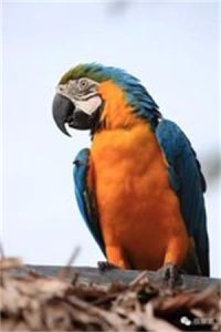 奇里翠蜂鳥 奇里翠蜂鳥