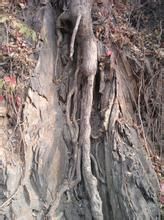 生物風化 生物風化