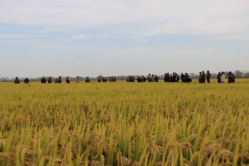 懷遠縣水稻機插秧高產高效種植示範片