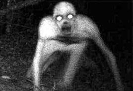 無毛殭屍 無毛殭屍