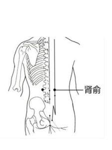 腎俞穴