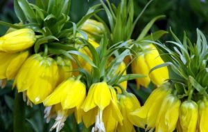 黃冠貝母 黃冠貝母