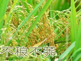 不稂不莠