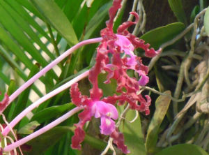 台灣厚唇蘭 台灣厚唇蘭