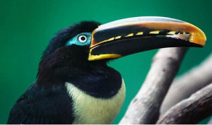 栗耳阿拉卡 栗耳阿拉卡