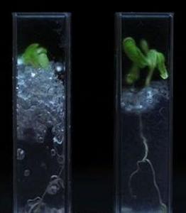 透明土壤 透明土壤