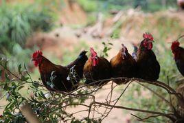 黔東南小香雞 黔東南小香雞