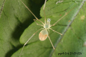 姬幽靈蛛 姬幽靈蛛