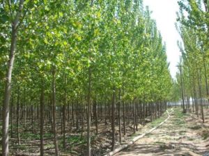 截葉毛白楊 截葉毛白楊