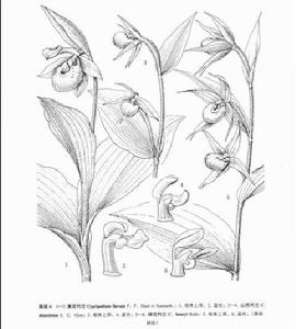 黃花杓蘭
