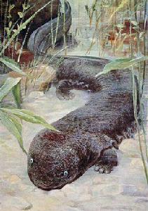 日本大鯢 日本大鯢