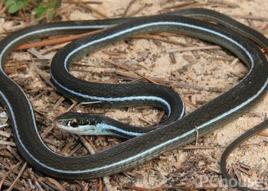 陸地束帶蛇 陸地束帶蛇