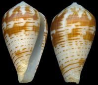 虛線芋螺 虛線芋螺