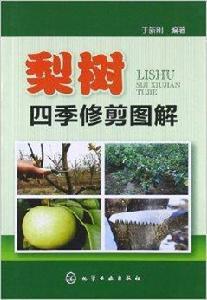 梨樹四季修剪圖解 梨樹四季修剪圖解