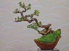 金豆[芸香科金橘屬]