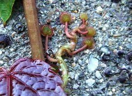 爬山虎的腳 爬山虎的腳