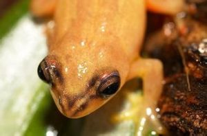 馬達加斯加金色蛙
