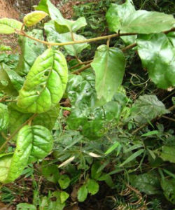 柳葉斑鳩菊葉 柳葉斑鳩菊葉