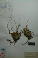 喀拉蠅子草 喀拉蠅子草