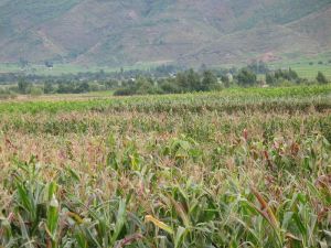 上仁里村 上仁里村