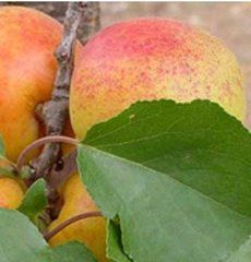 試管紅光3號 試管紅光3號