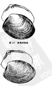 橄欖胡桃蛤    日本胡桃蛤